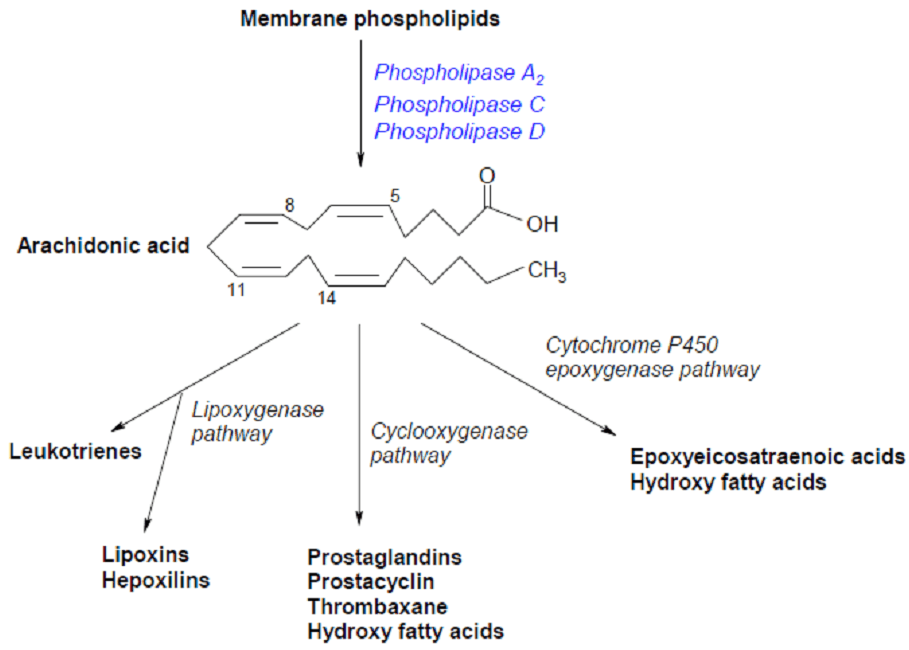Arachidonic Acid Metabolism-1.png